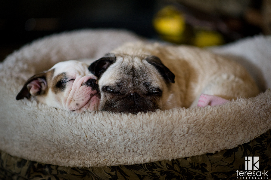 pug and English bulldog sleeping together