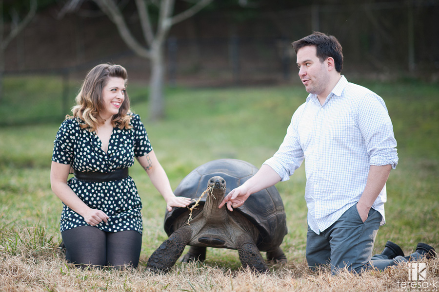 engaged couple petting a tortoise