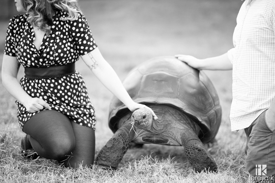 turtle at an engagement session