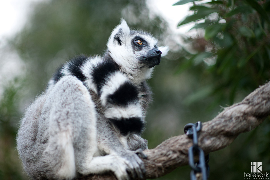 lemur from the Oakland zoo