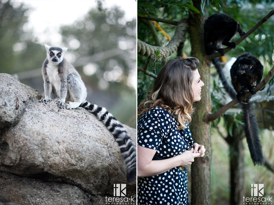 zoo sanctuary image of lemur