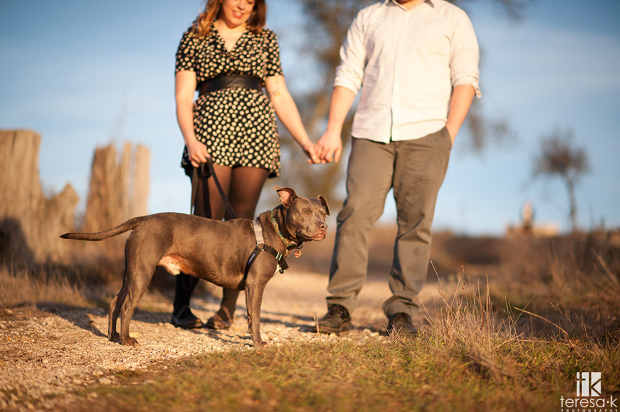 bay area engagement session with blue pit bull