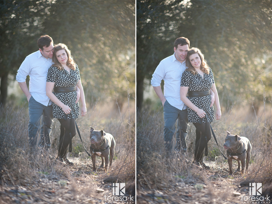 engagement session with a blue pit bull