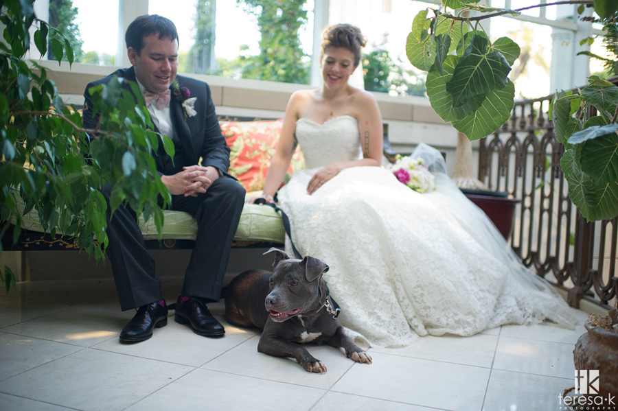 bride and groom portraits with pit bull dog