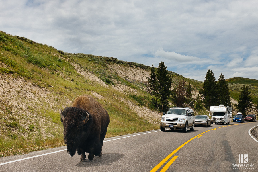 buffalo in the road at Yellowstone park
